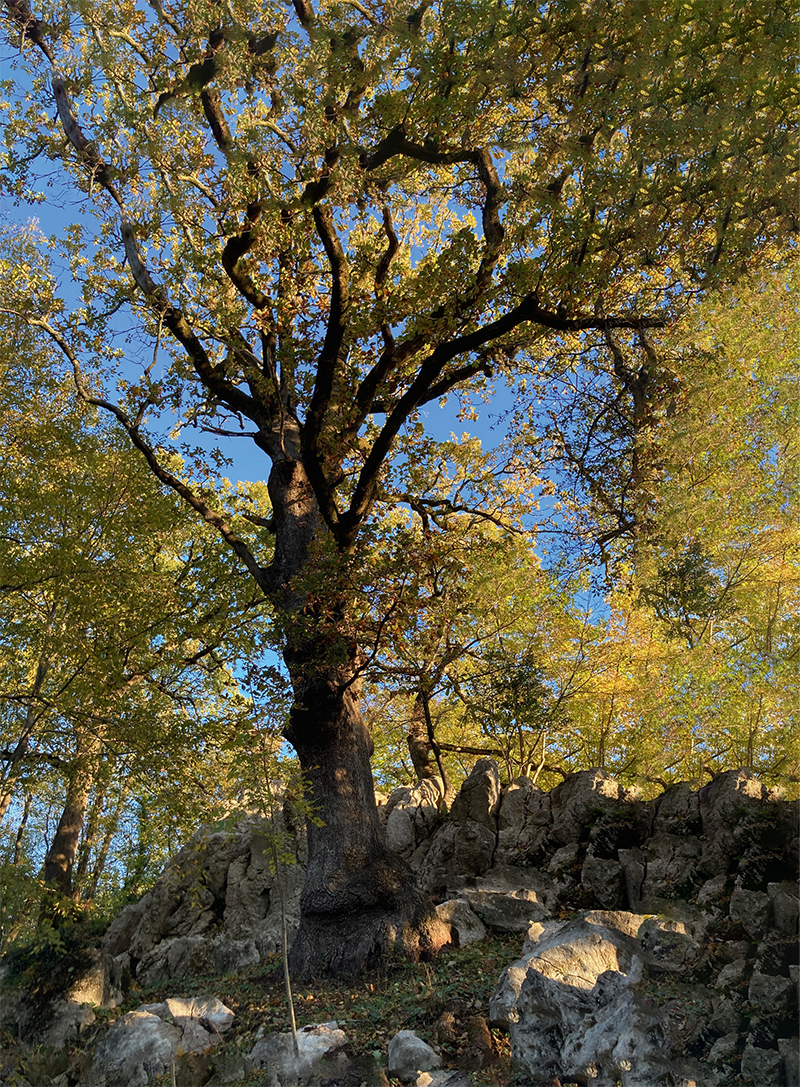 Wald der Serpentara, Foto: Anneka Metzger, 2023